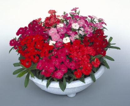 Picture of Dianthus - Diamond Mixed F1